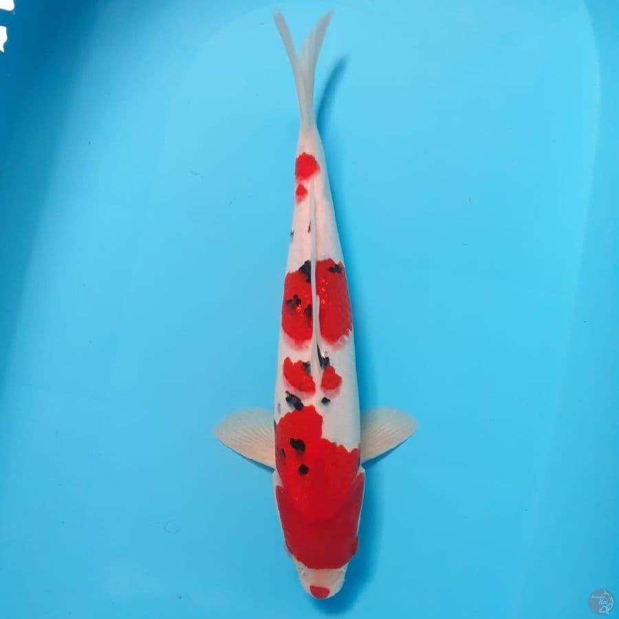 SANKE | 33 cm | Male