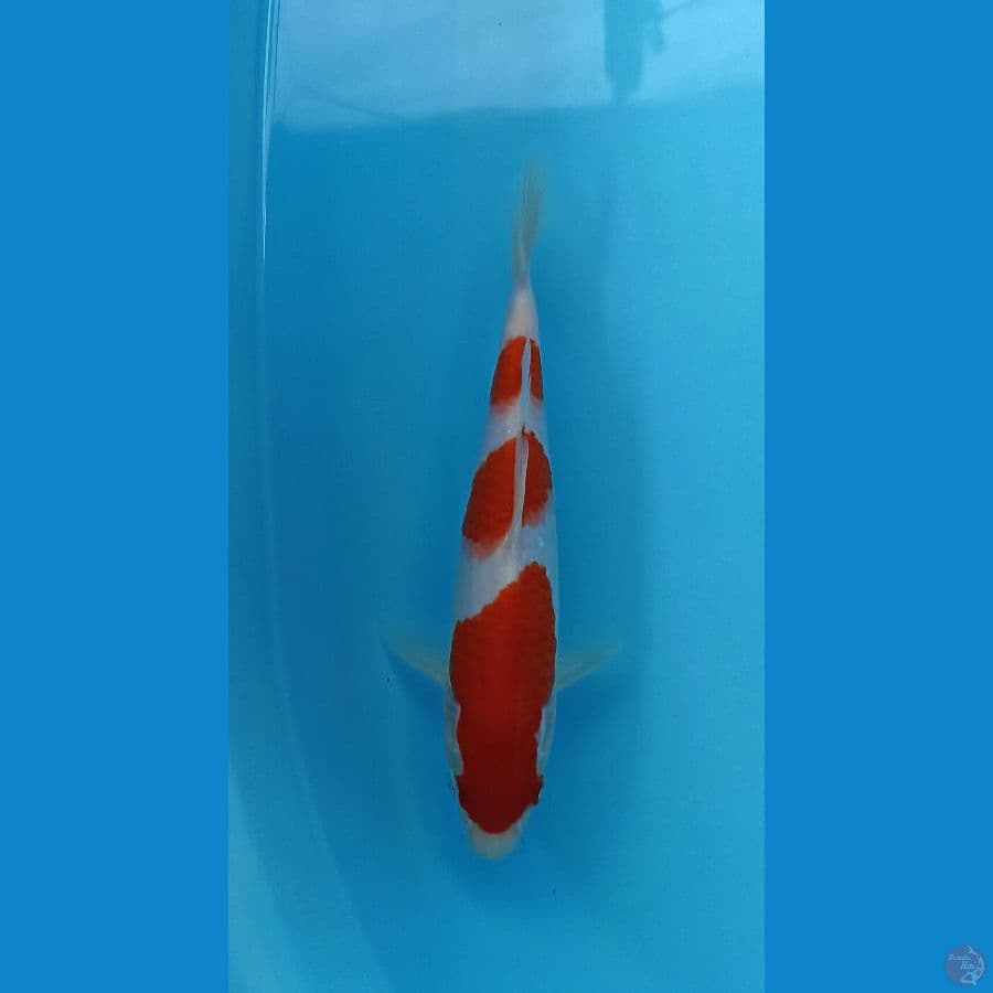 kohaku 22cm