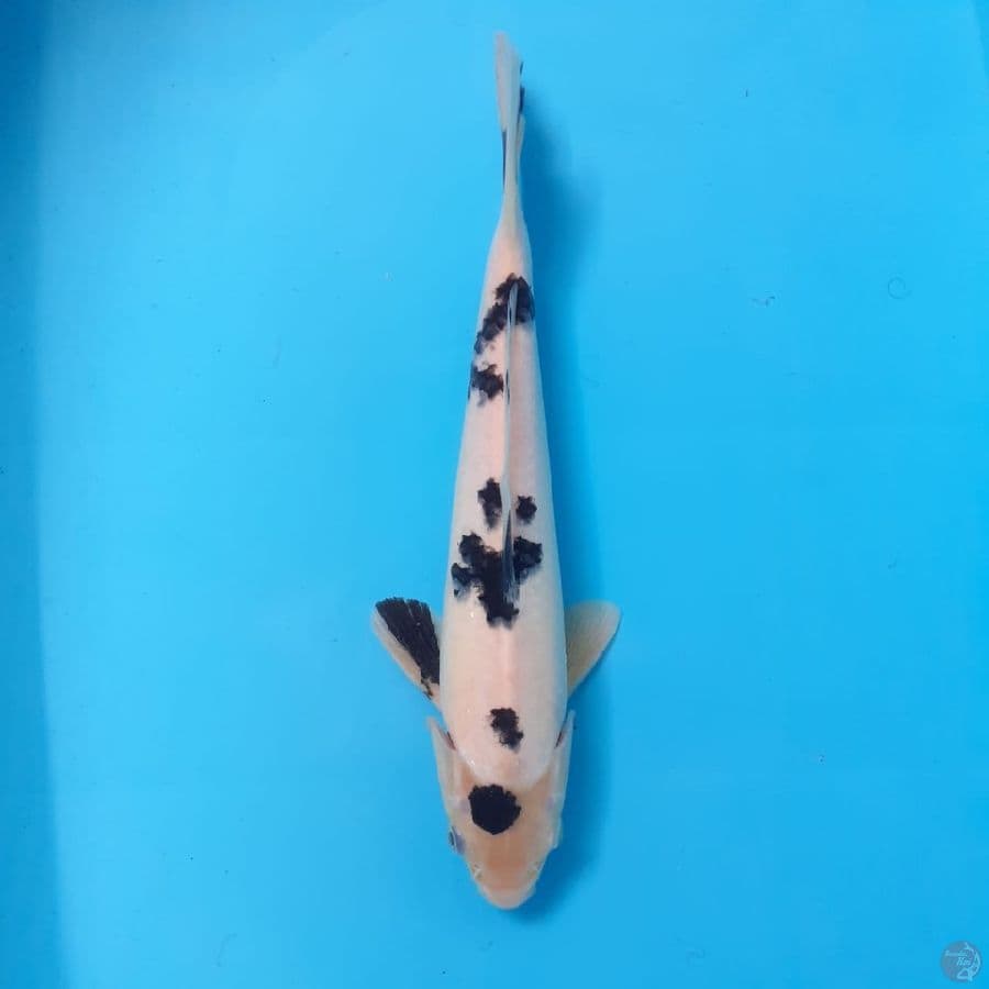 BEKKO | 28 cm | Male