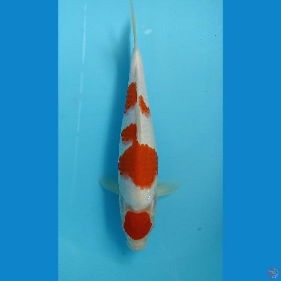 maruten kohaku 28cm