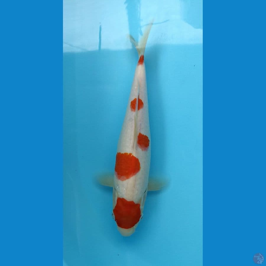 kohaku 28cm
