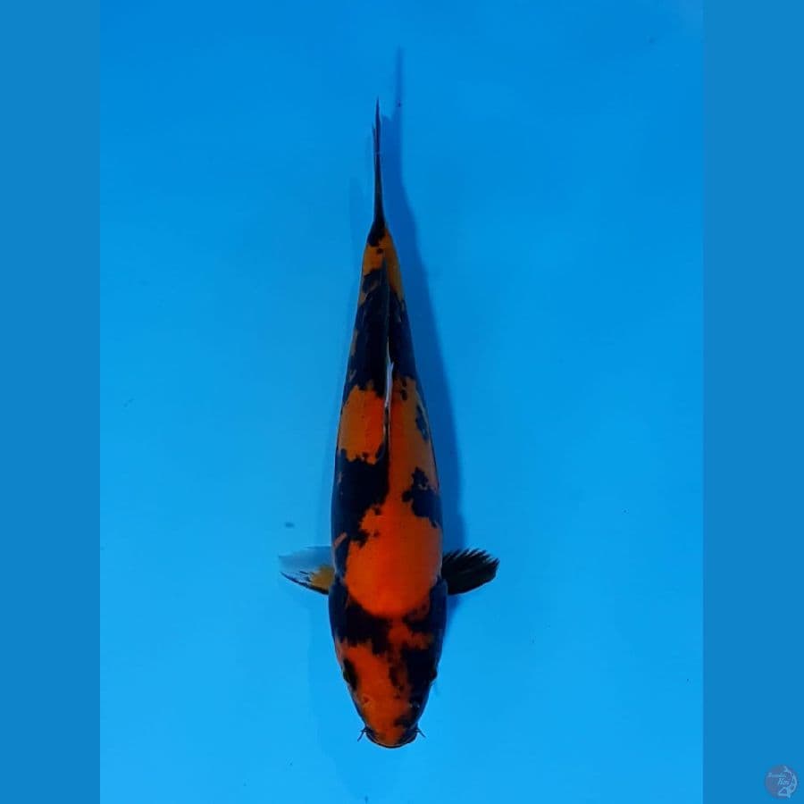 hi utsuri doit size 22 cm