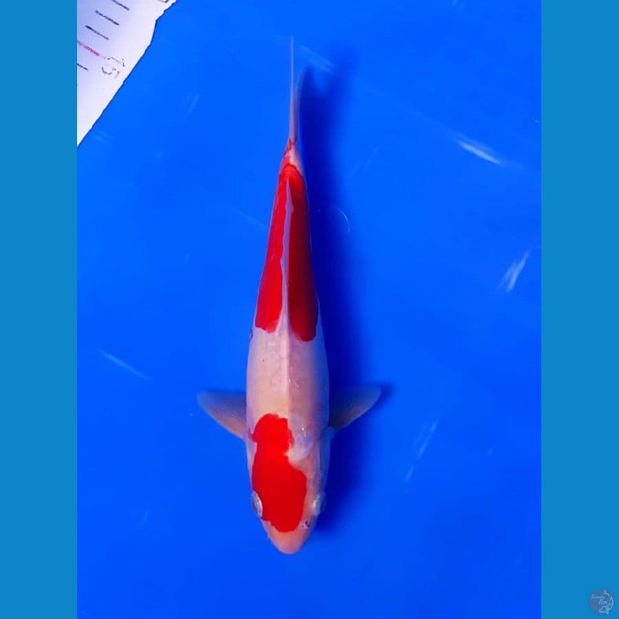kohaku size 24 cm