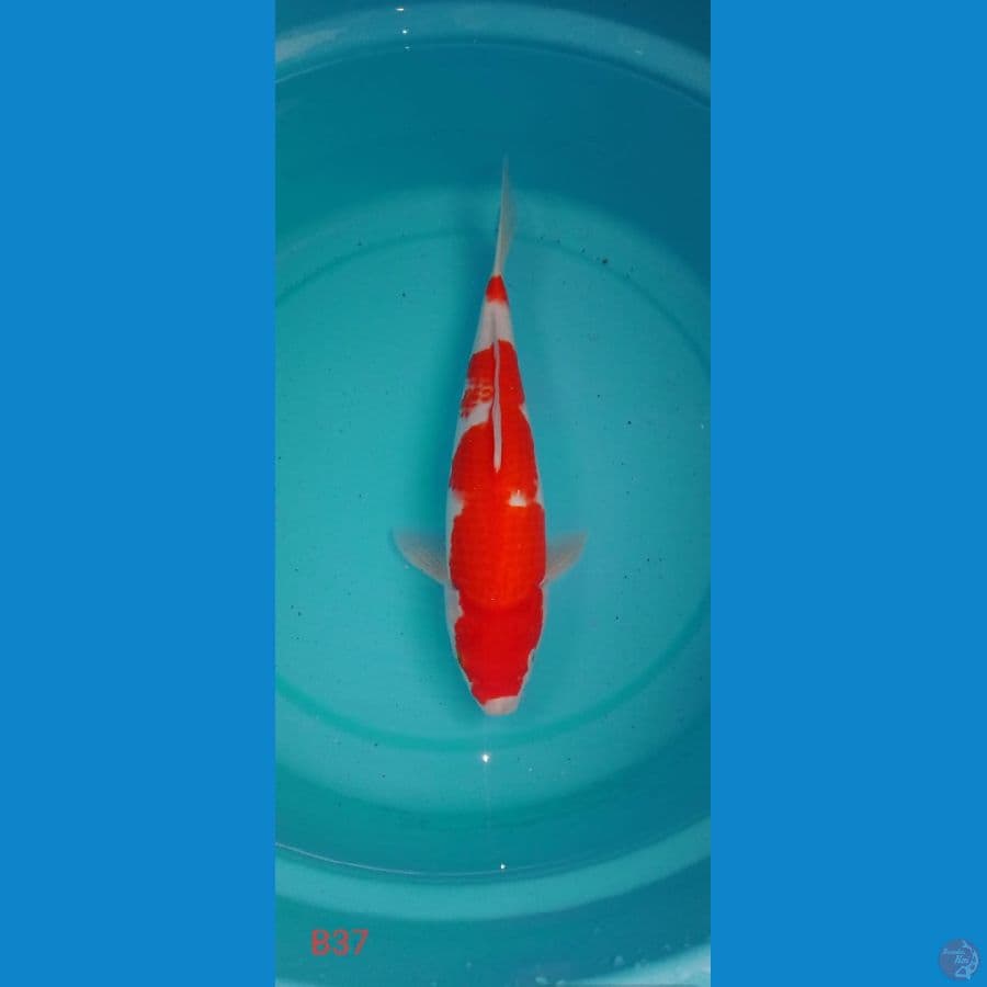 Kohaku FM 37