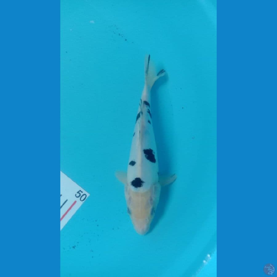 Koi Shiro beko doitsu size 24cm