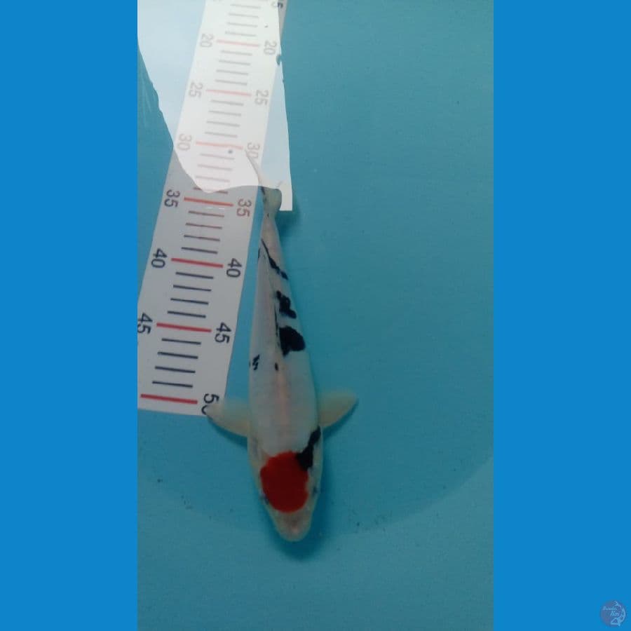 Koi Showa Doitsu size 25cm 