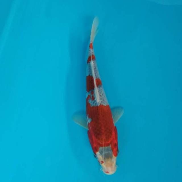 Gosiki