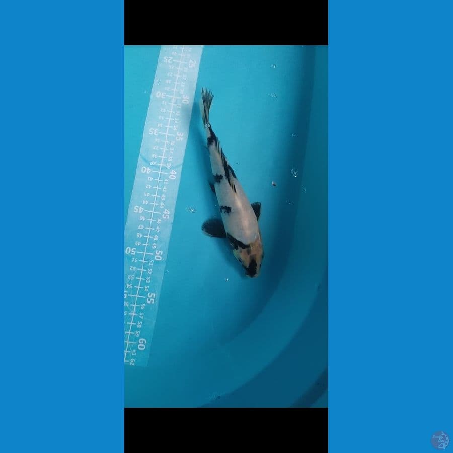 Shiro 23cm hitamnya pekat