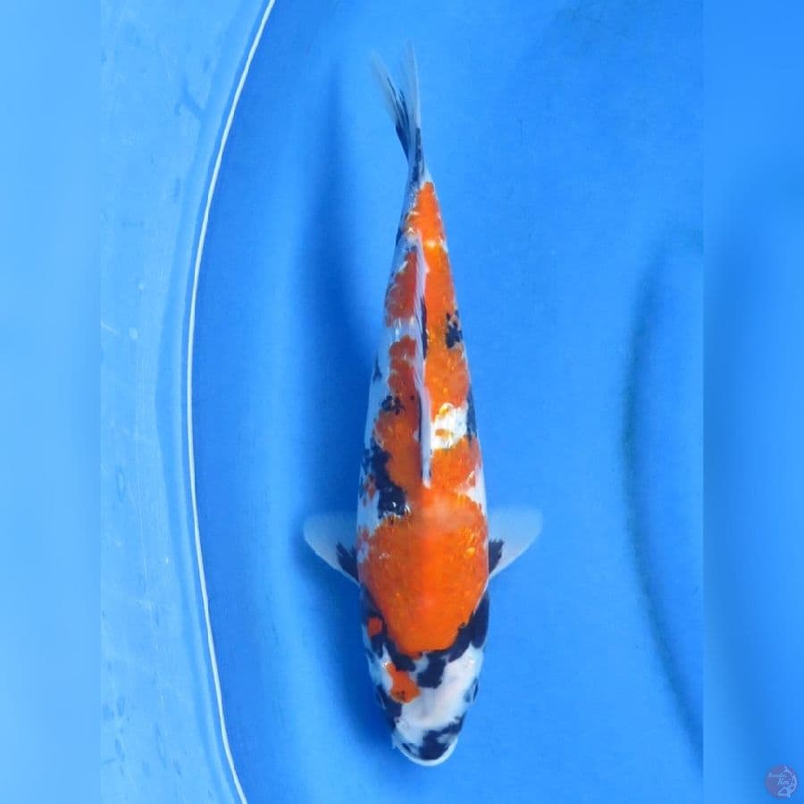 28cm - Showa Ginrin