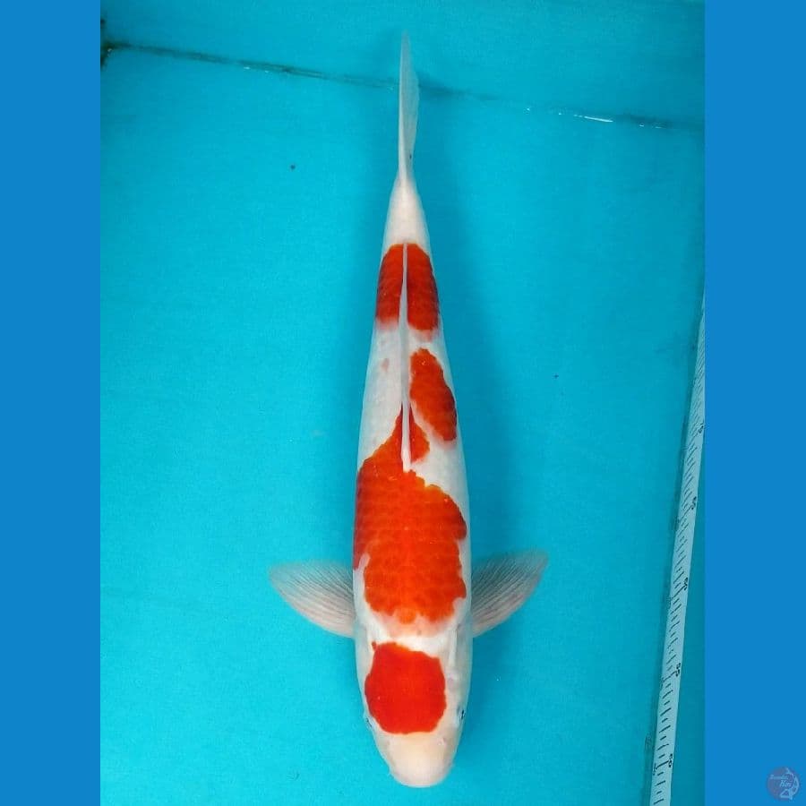 MARUTEN KOHAKU 50 CM MALE