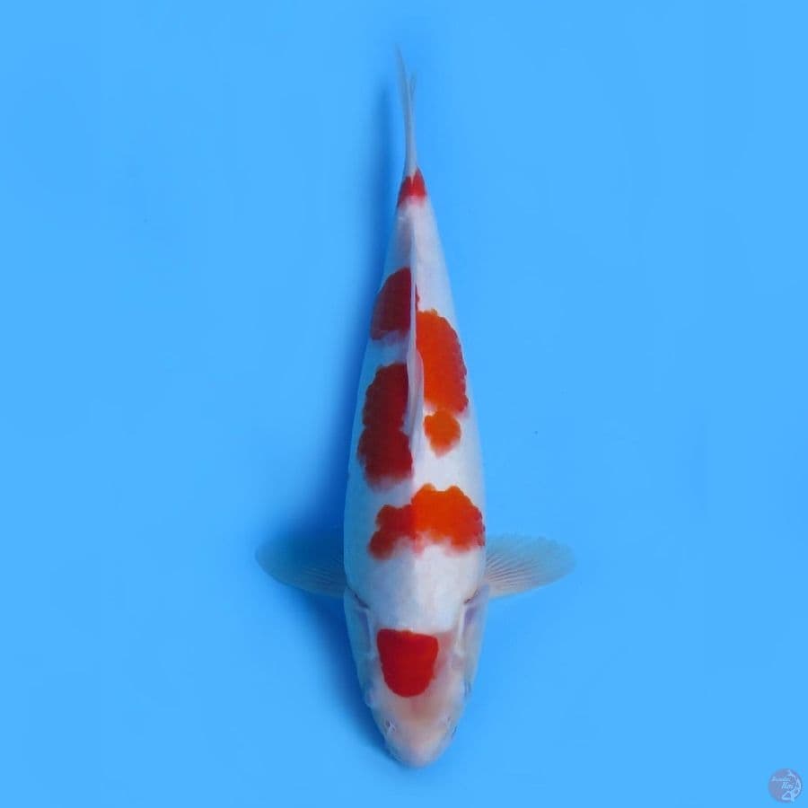 36cm - Sakura kohaku ori