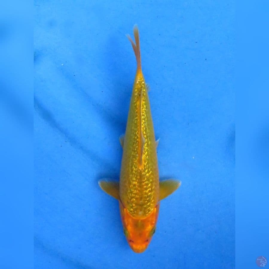 20cm - Karamel Ginrin
