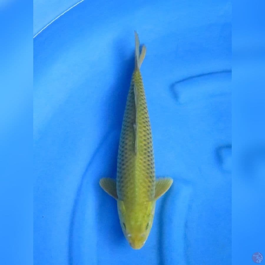 36cm - Midorigoi No.bocor