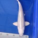 Platinum..male. 35cm