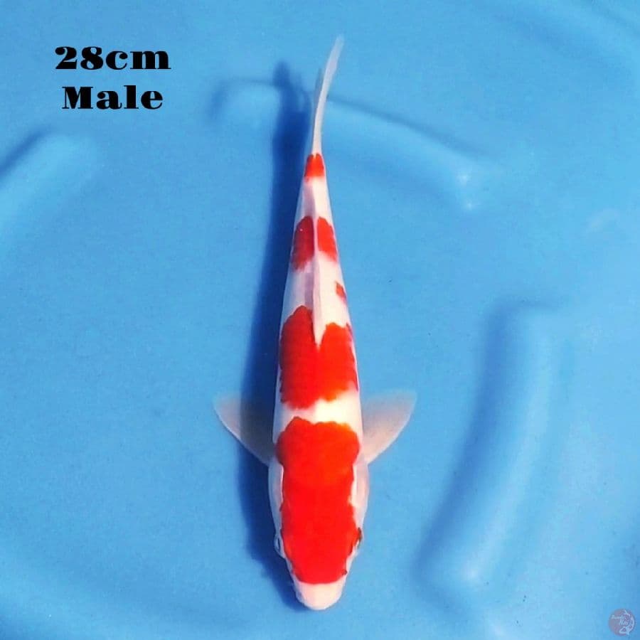 2. KOHAKU 28CM MALE