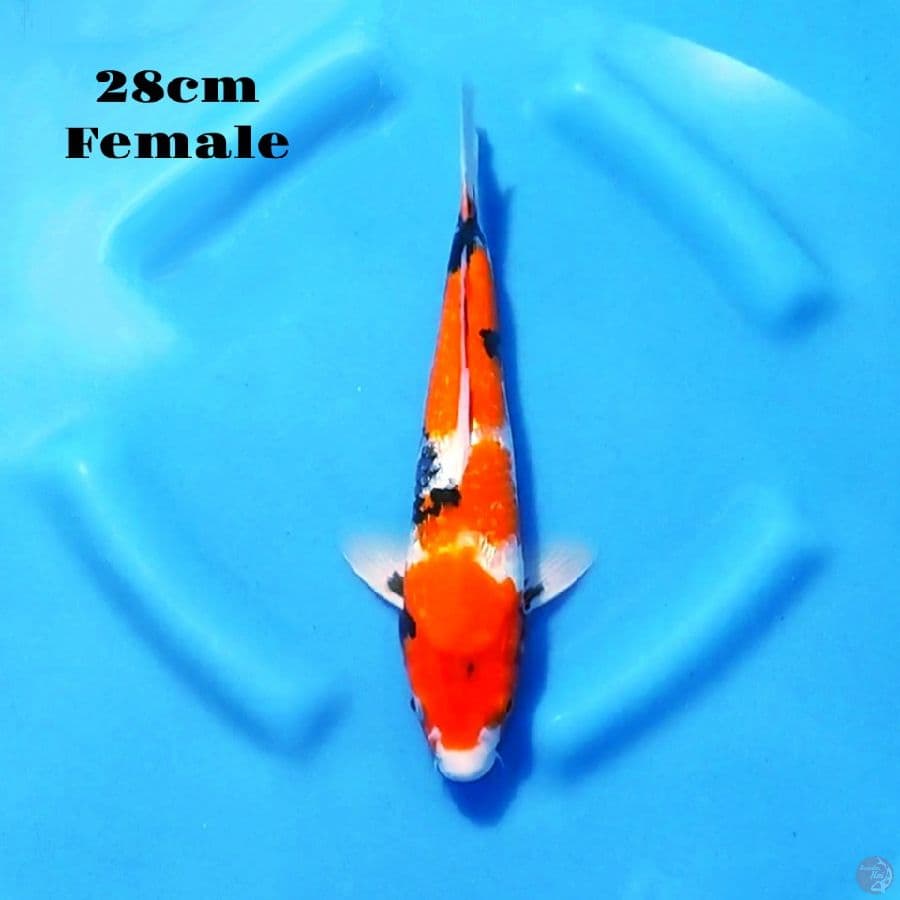 1. GINRIN SHOWA 28CM FEMALE