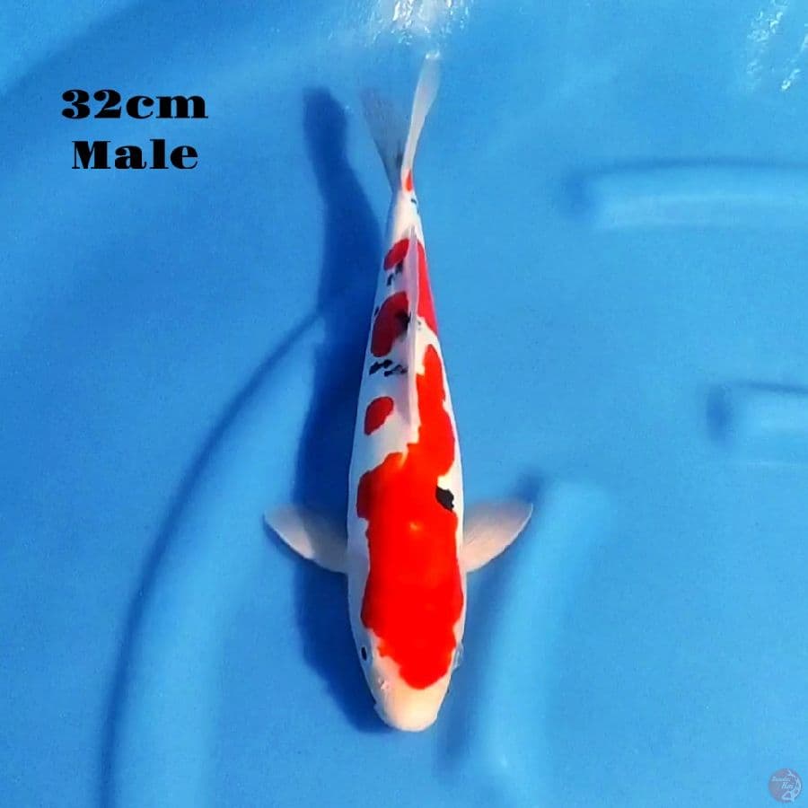 5. DOITSU SANKE 32 CM MALE