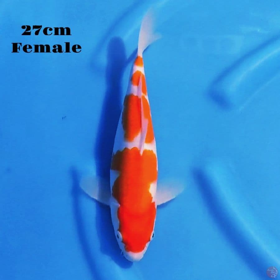 2. KOHAKU 27CM FEMALE
