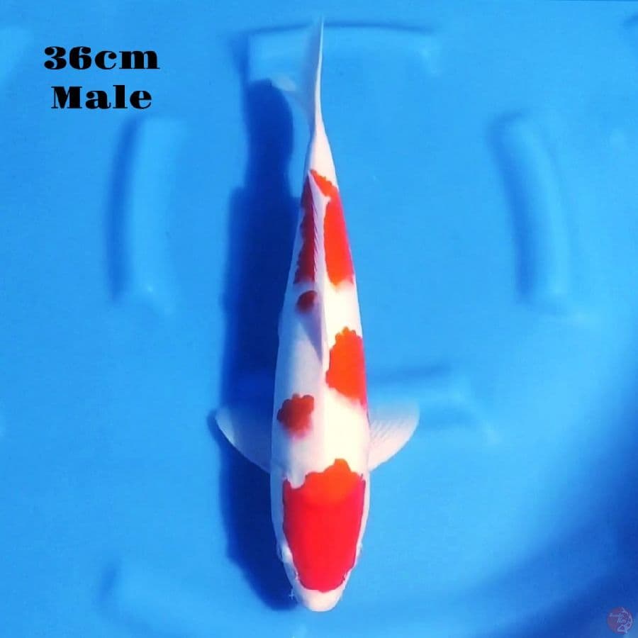 11. KOHAKU 36CM MALE