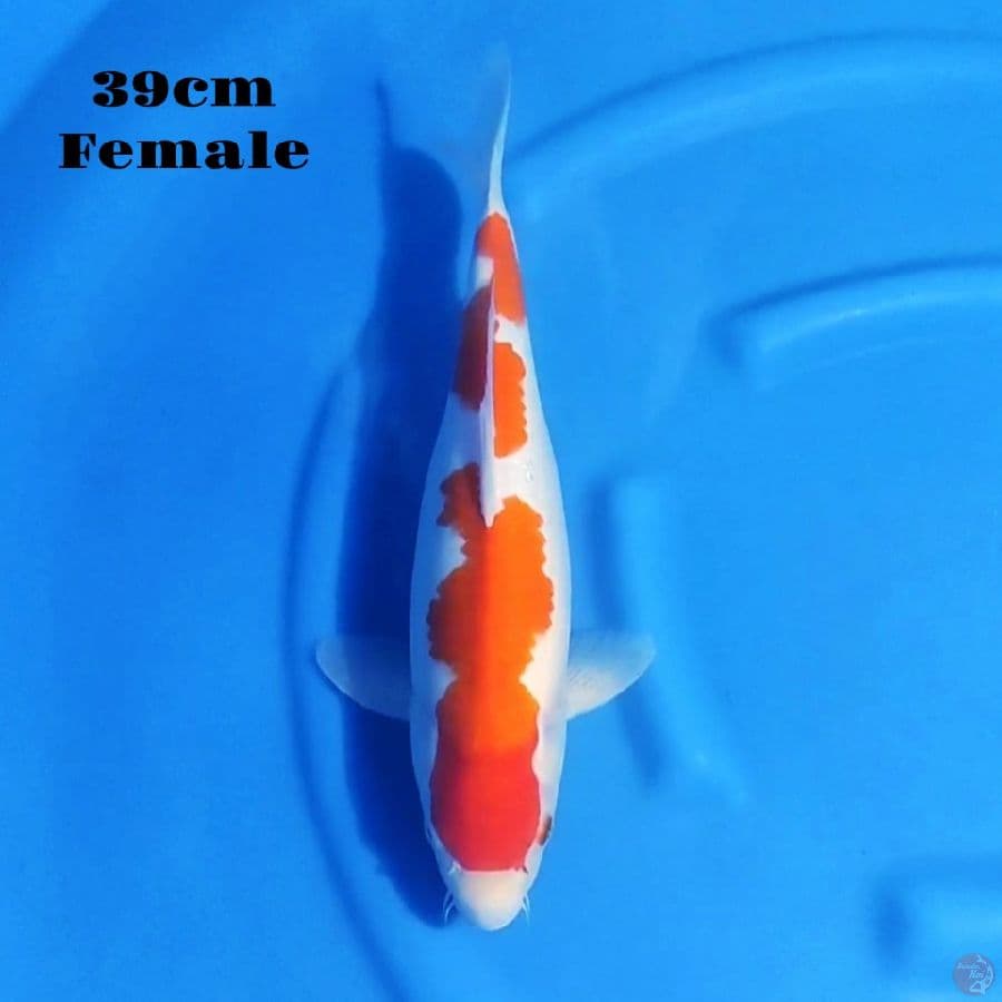 12. KOHAKU 39CM FEMALE