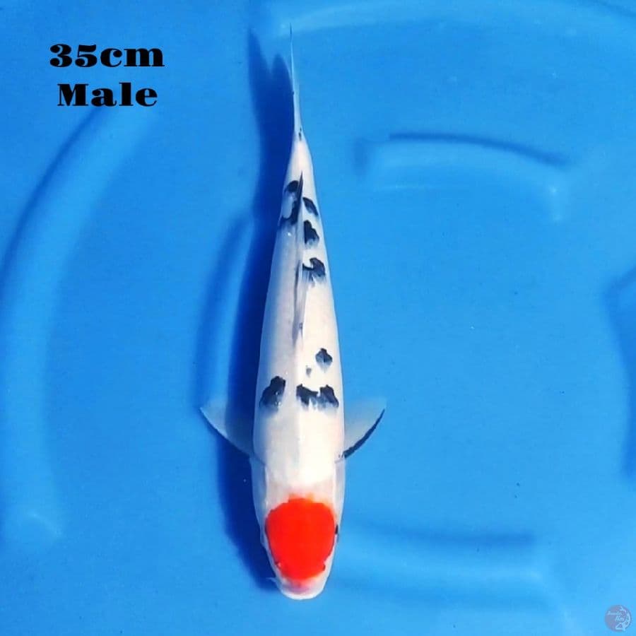 15. TANCHO SANKE 35CM MALE