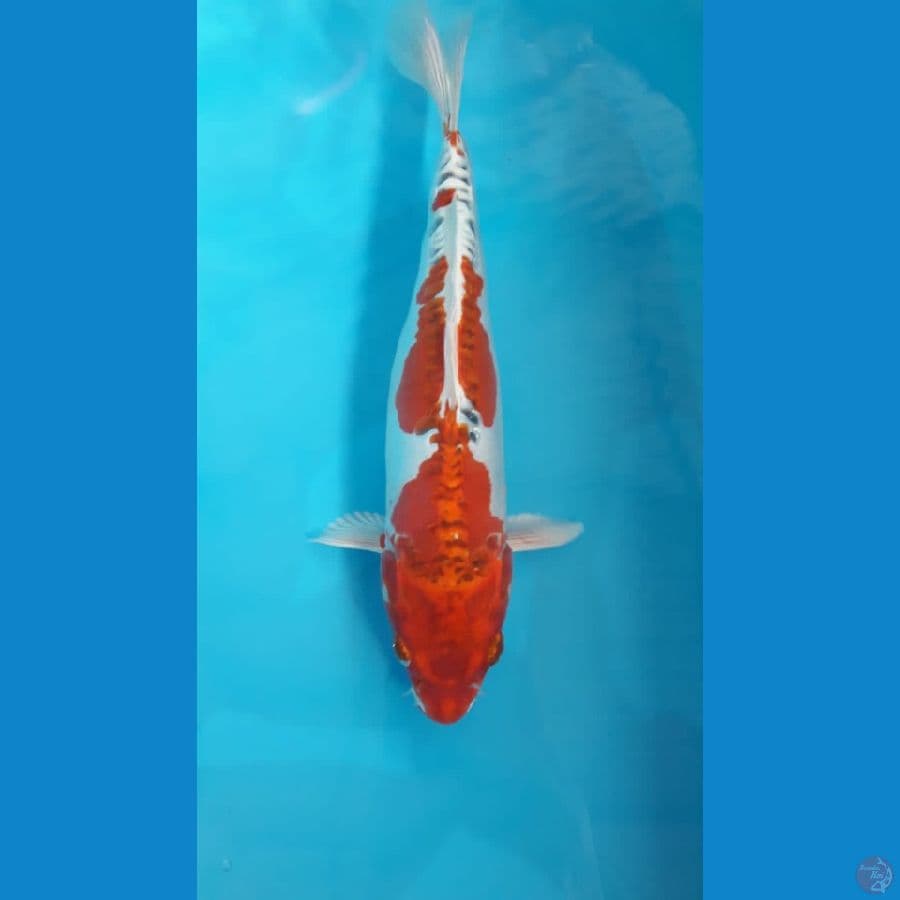 Kojaku doitsu 30cm female