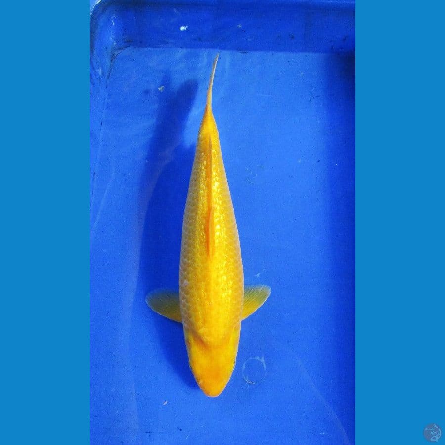 karashi ginrin ±38cm mulusss