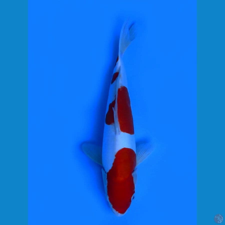 kohaku doitsu murni 40 cm