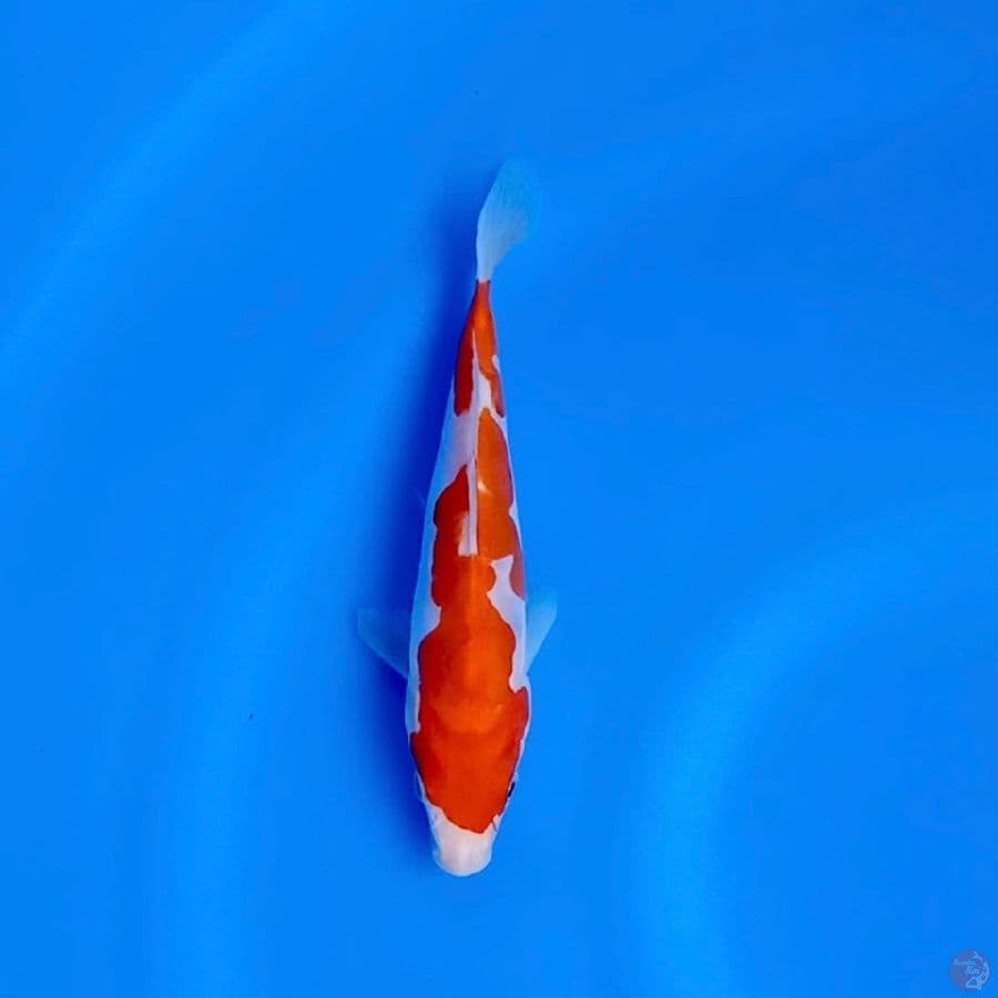SQ Doitsu kohaku 18cm