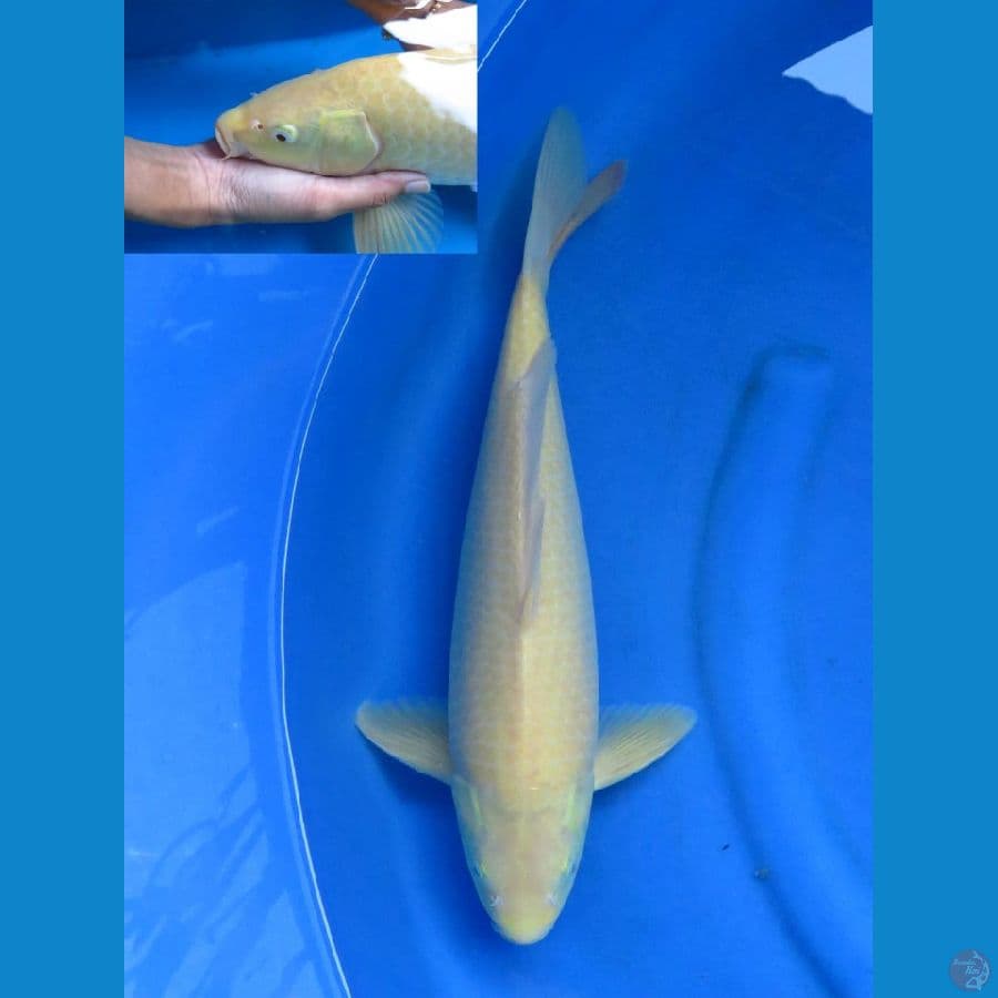 karasi goi f1 bersih 43cm 