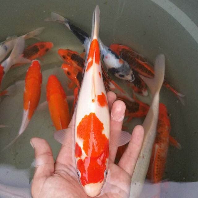 Kohaku F1
