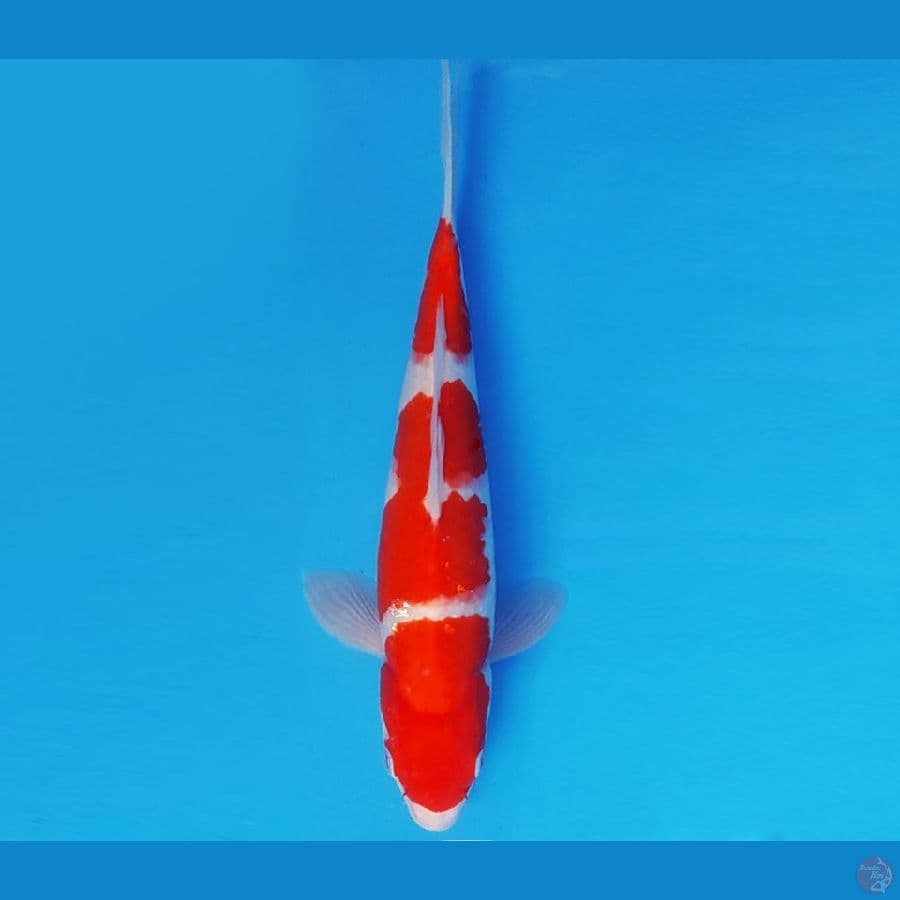 RONIN 11 - KOHAKU 25 cm/fm ®