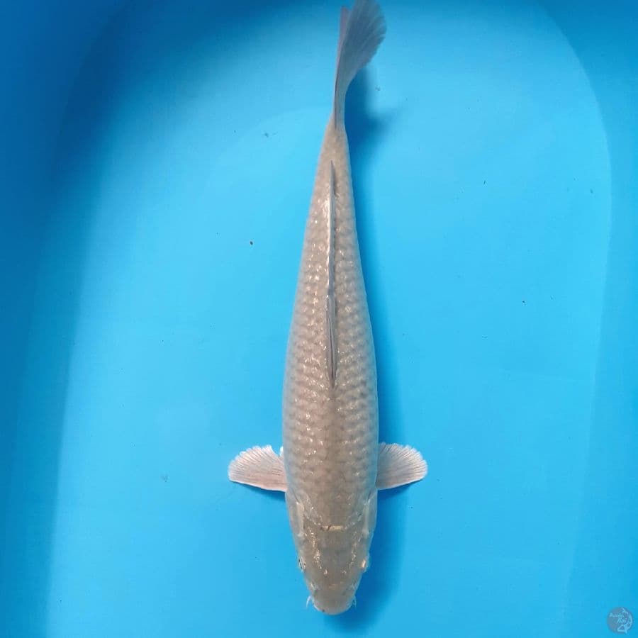 *SORAGOI//ML/35 CM*