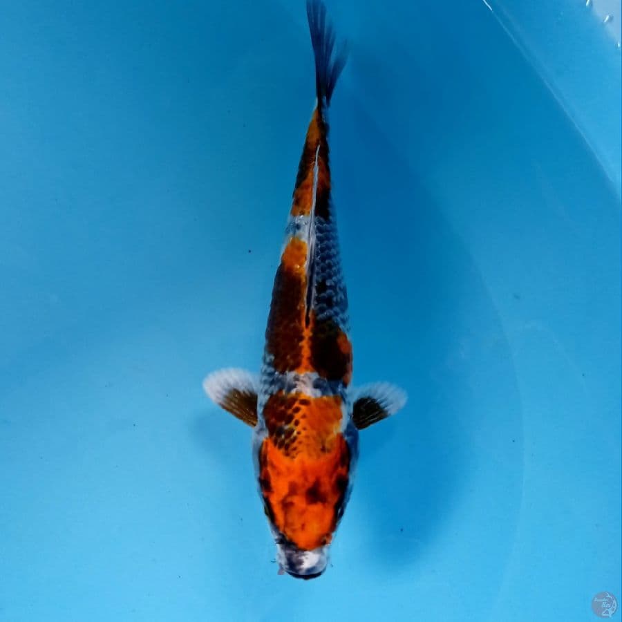 kin showa, 22 cm