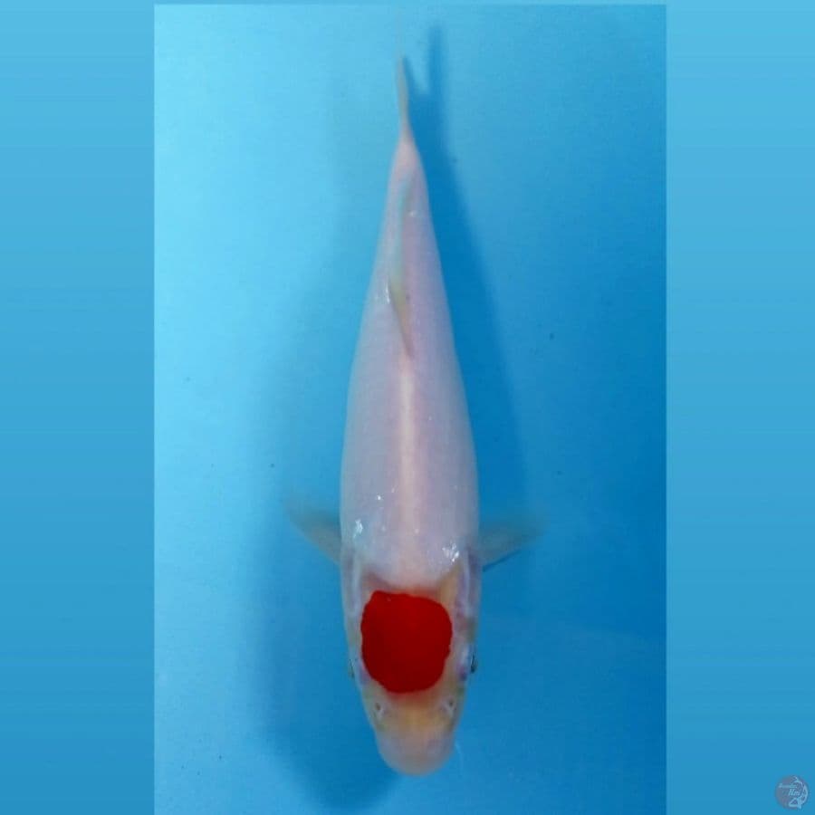 kohaku, 23 cm