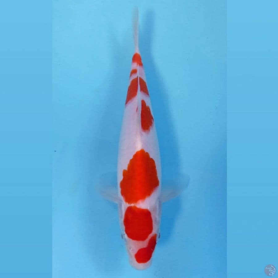 kohaku, 21 cm