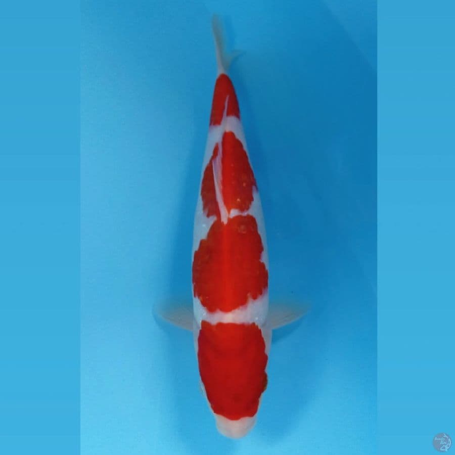 kohaku, 27 cm