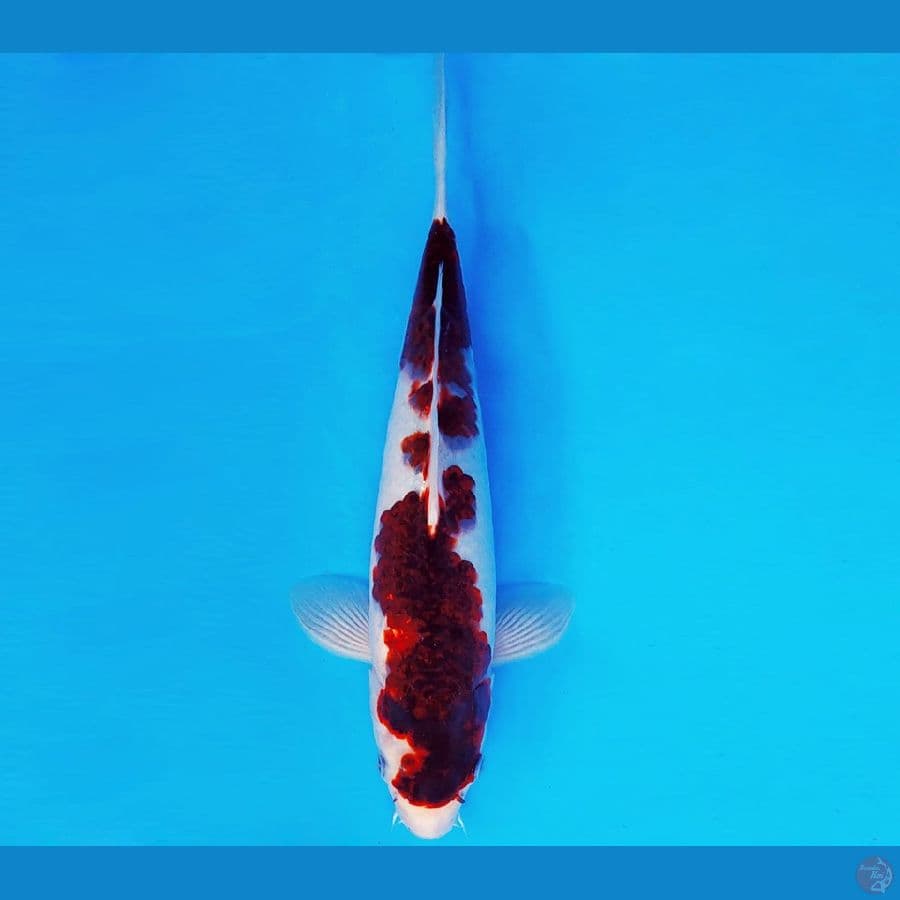 RONIN 15 - GOROMO 32 cm/fm ®