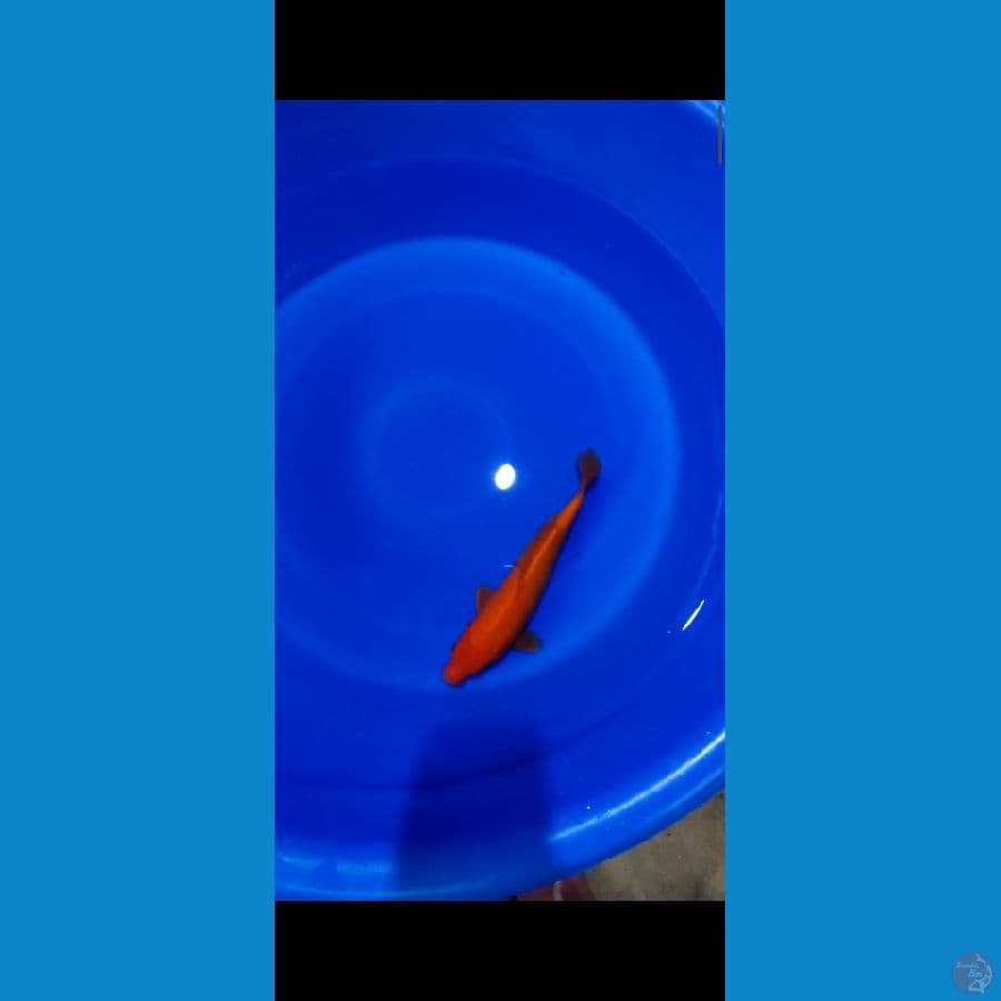 benygoi 30cm