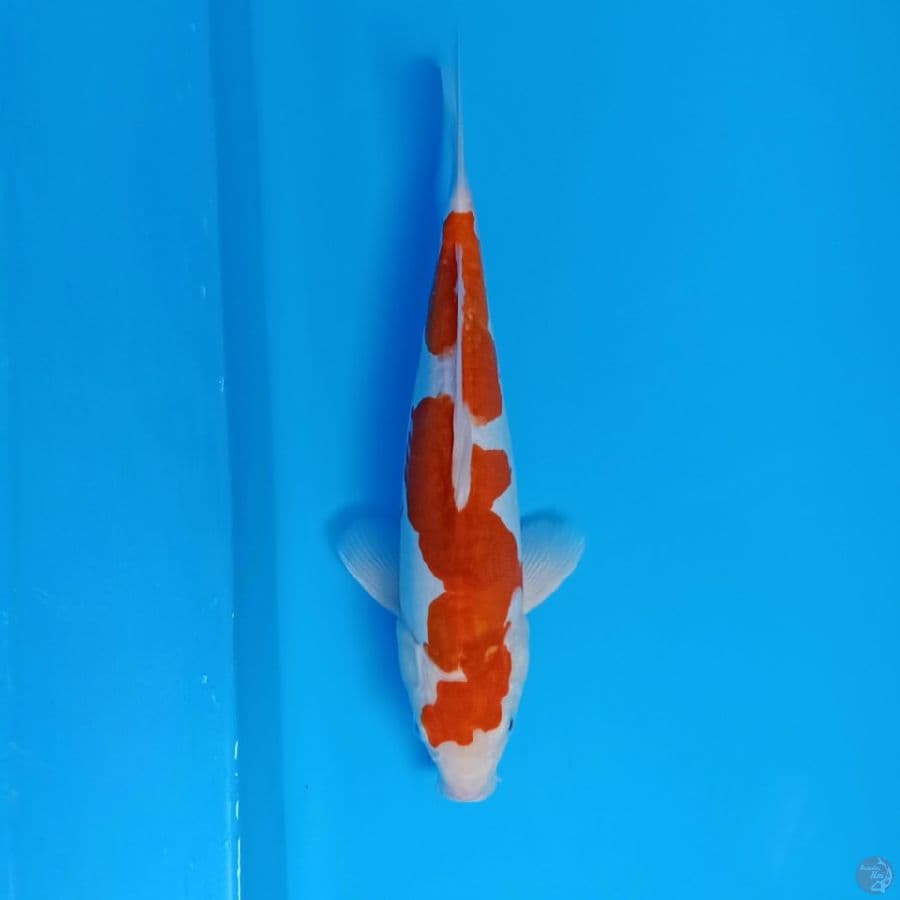 ai koromo doit 32cm