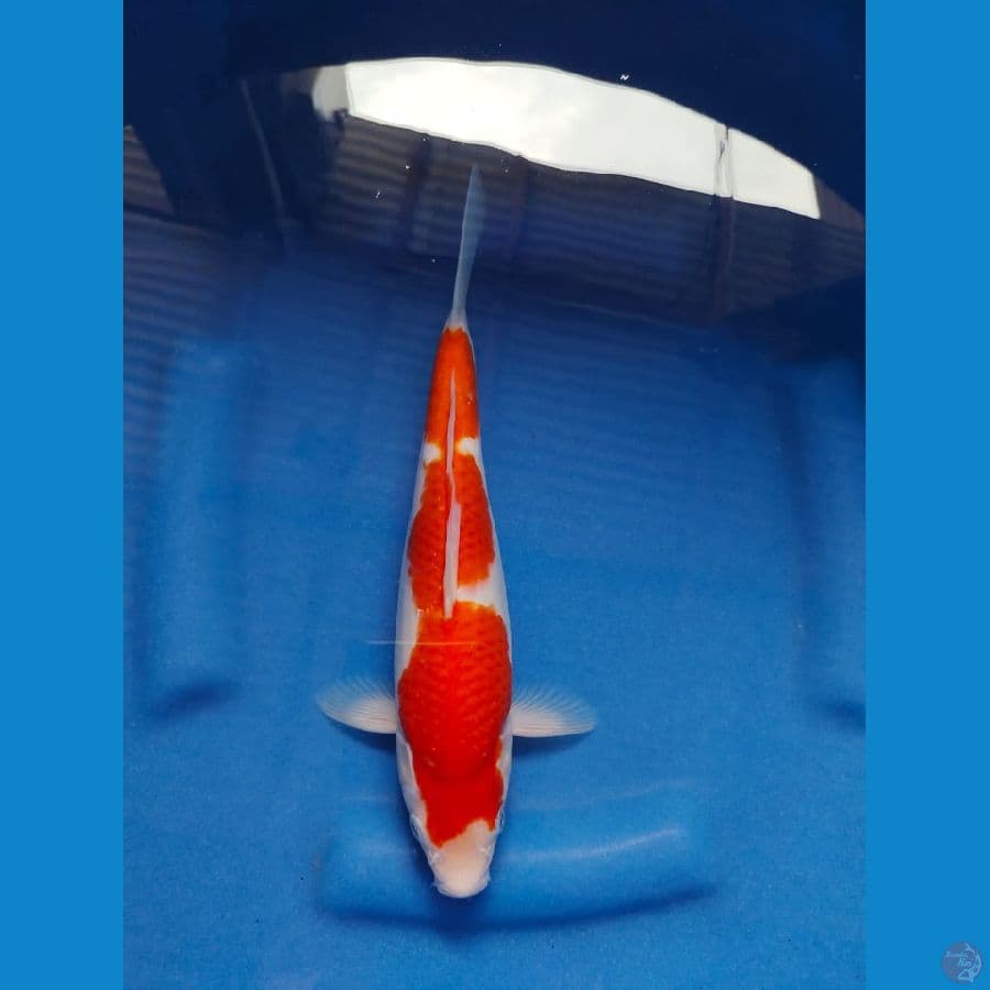 sandan kohaku 27cm