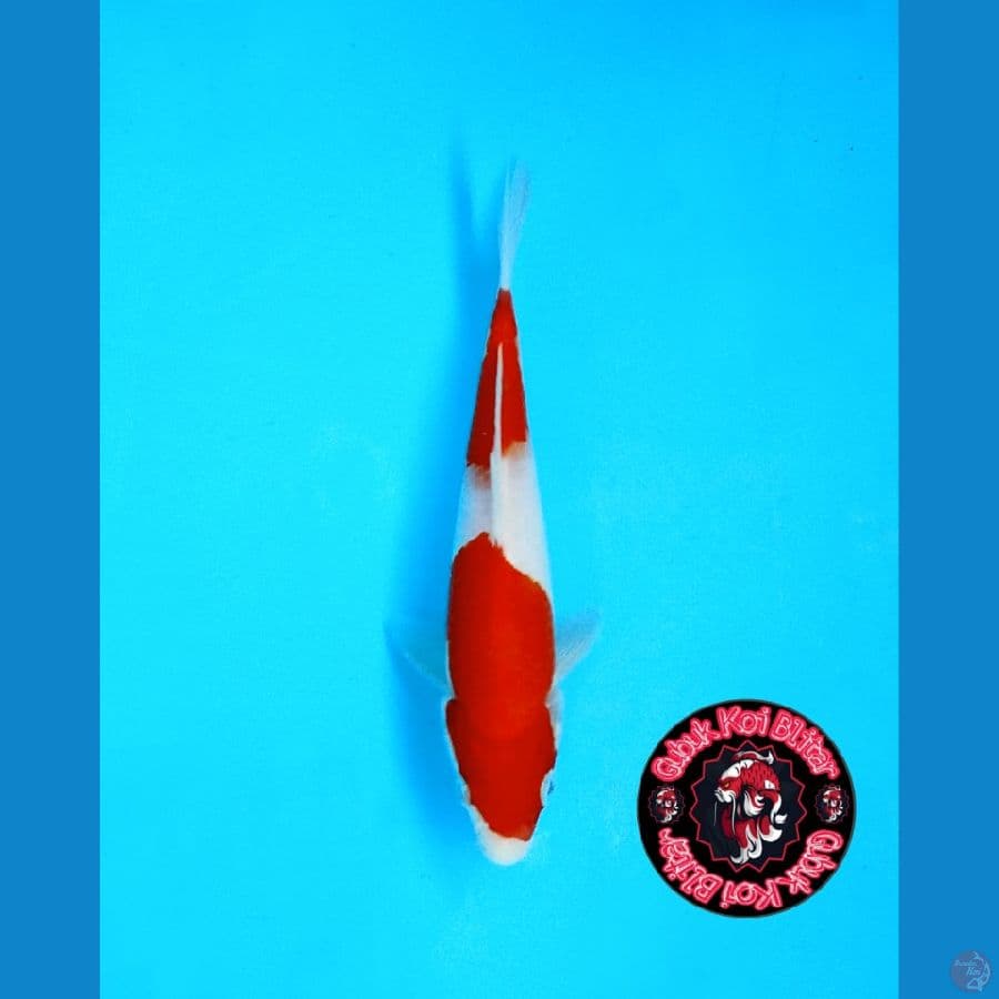 BABY 7 ~ Kohaku 2 Step