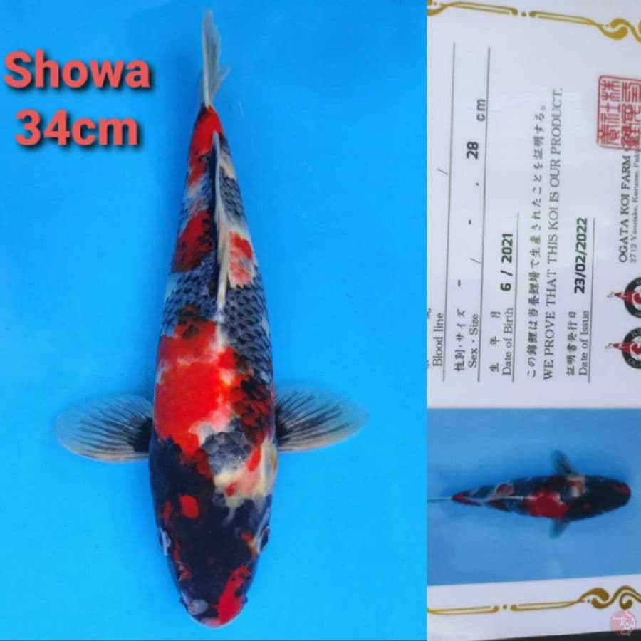OGATA SHOWA 34CM