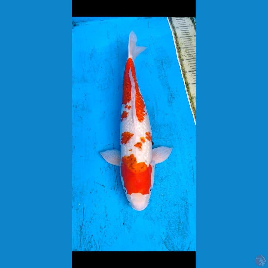 aigoromo ginrin...54cm/F