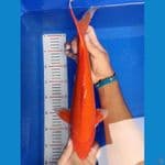 35 CM AKAHAJIRO-F