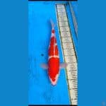 kohaku kucibeni... 47cm... jantan