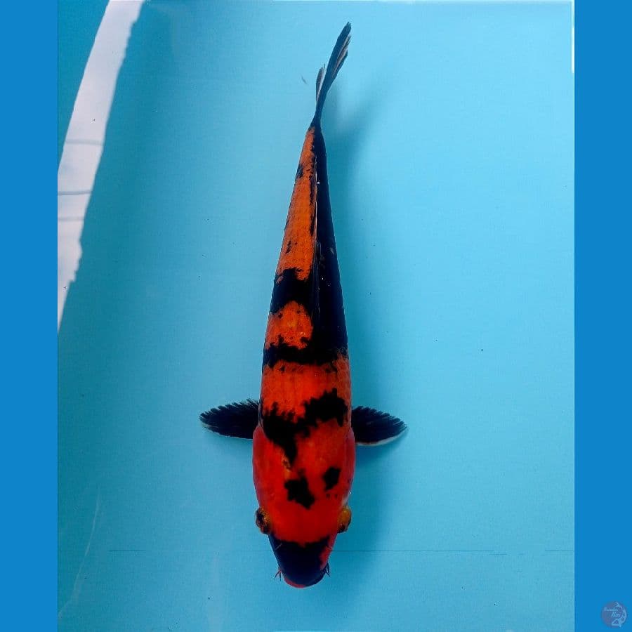 utsuri 27 cm