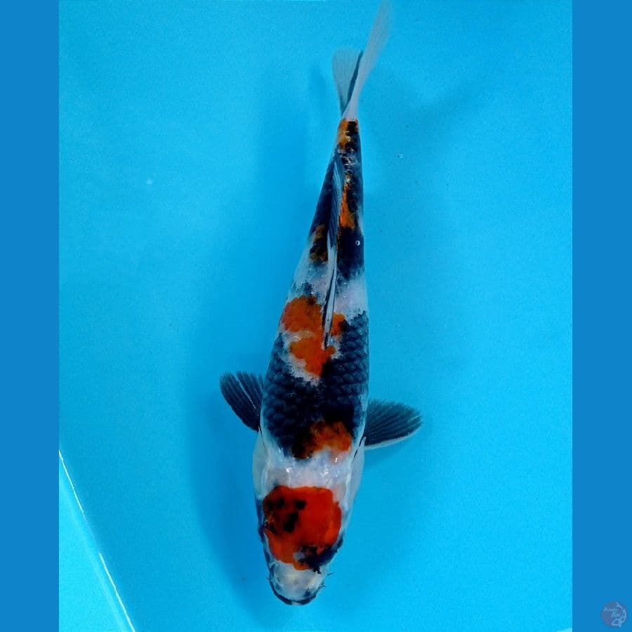 showa 23 cm