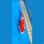 kohaku.... 41cm.... female