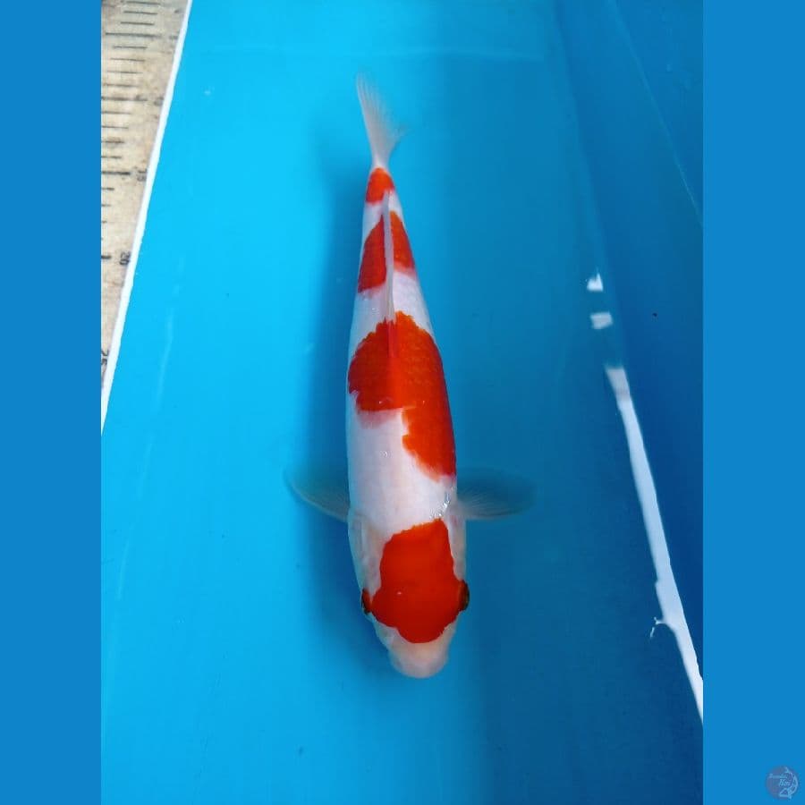 kohaku 25 cm